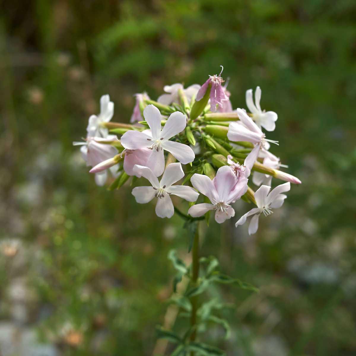 Saboeira/Saponária (Saponaria officinalis)