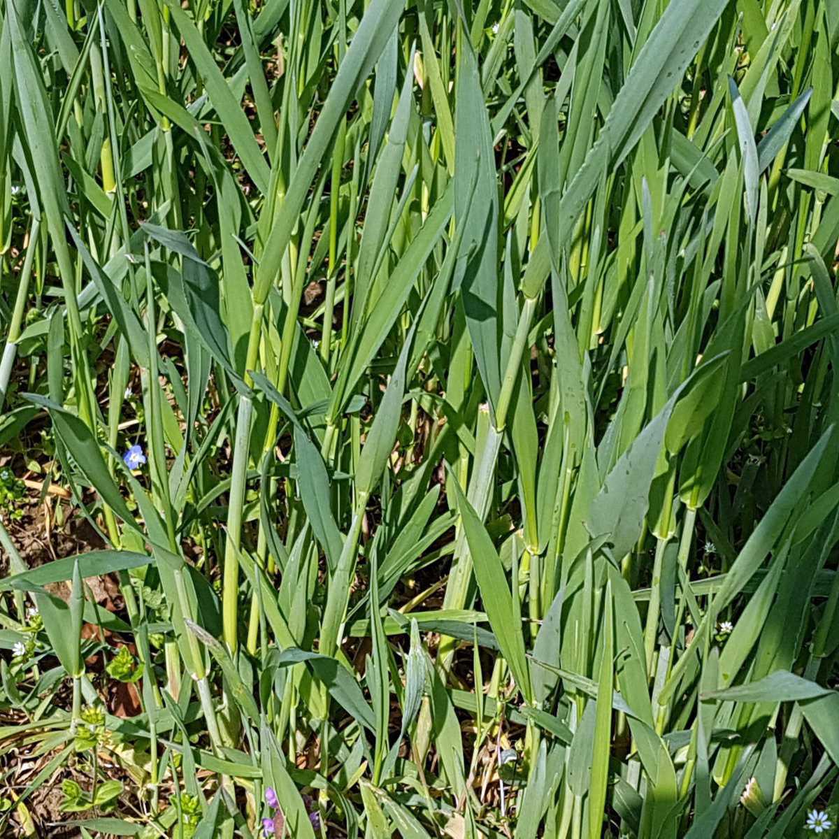 Grama-francesa (Elymus repens)