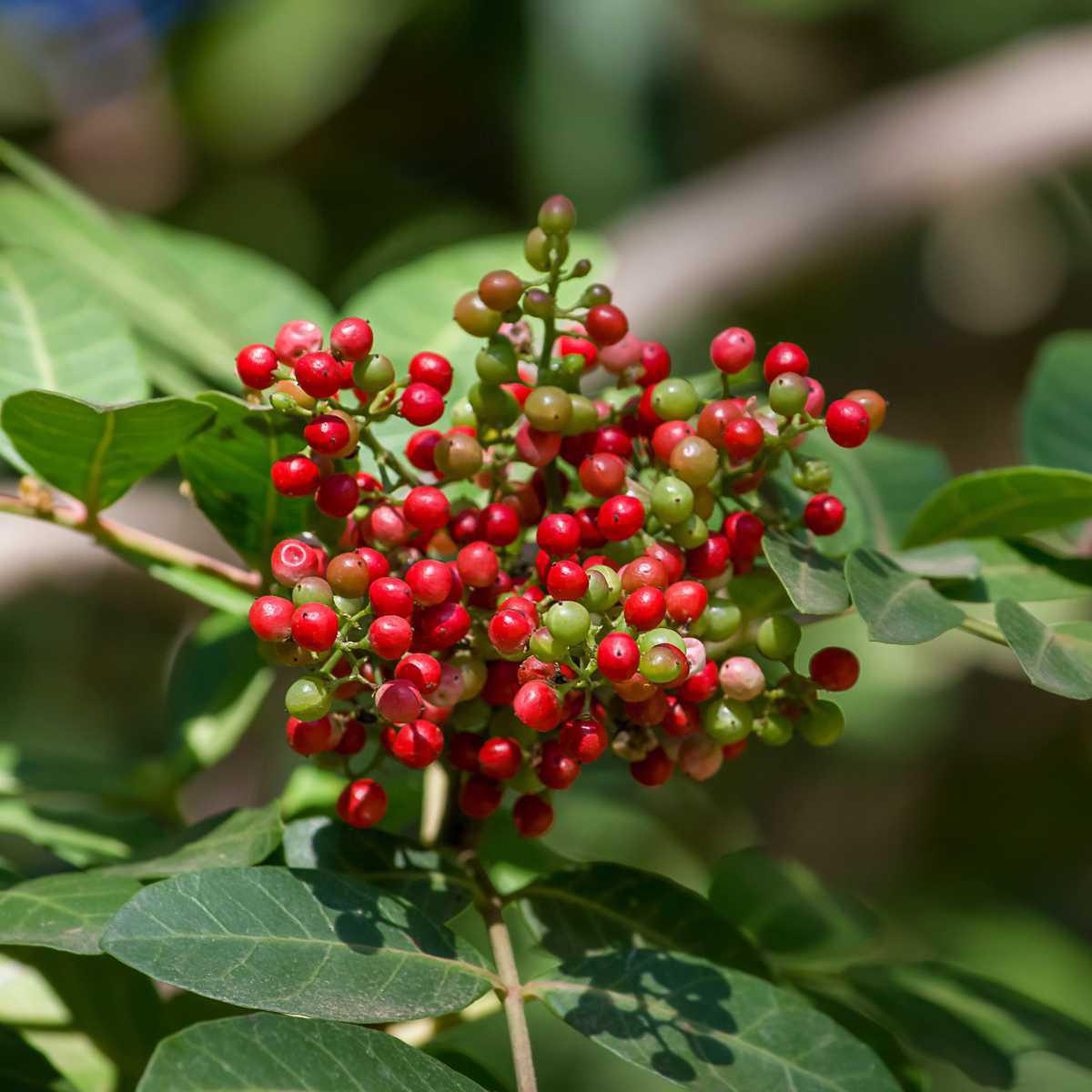 Lentisco (Pistacia lentiscus)