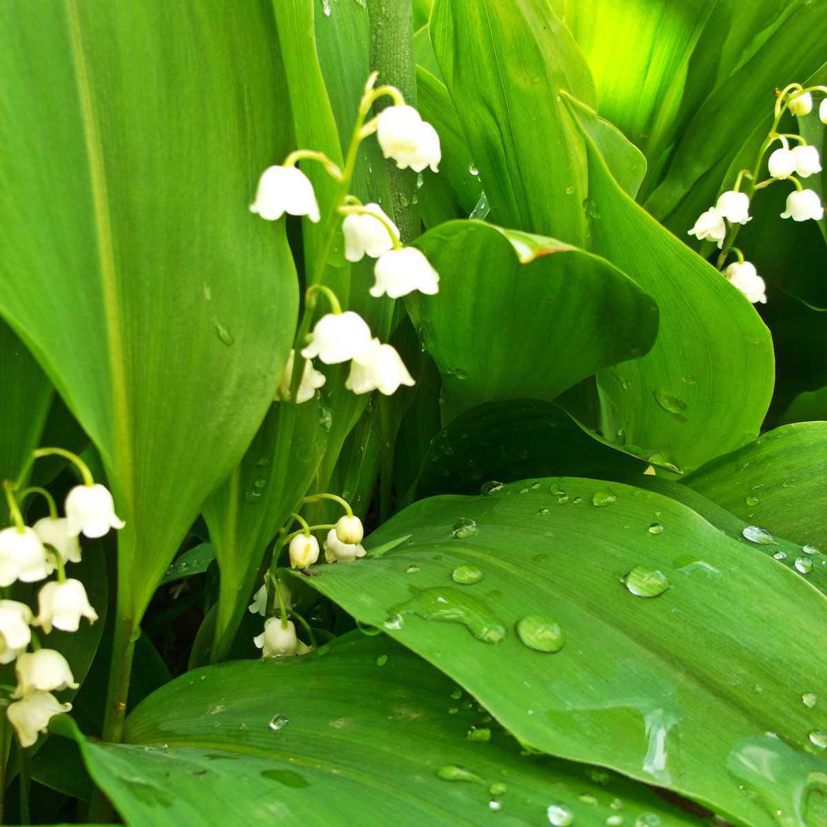 Lírio-do-vale ( Convallaria majalis)