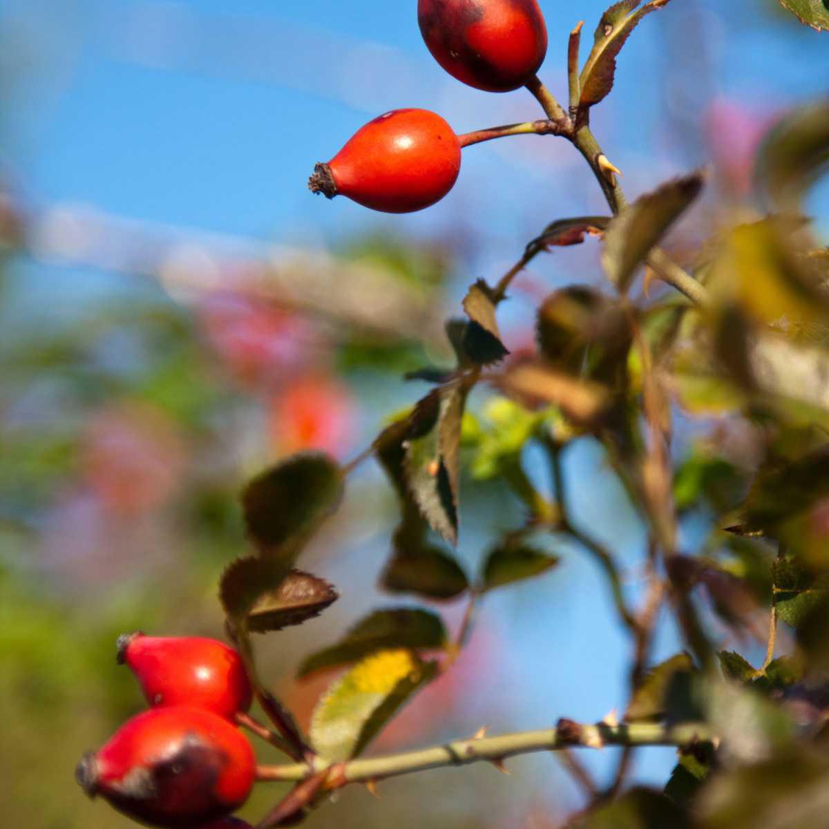 Rosa Mosqueta / Canina (Rosa canina L.)