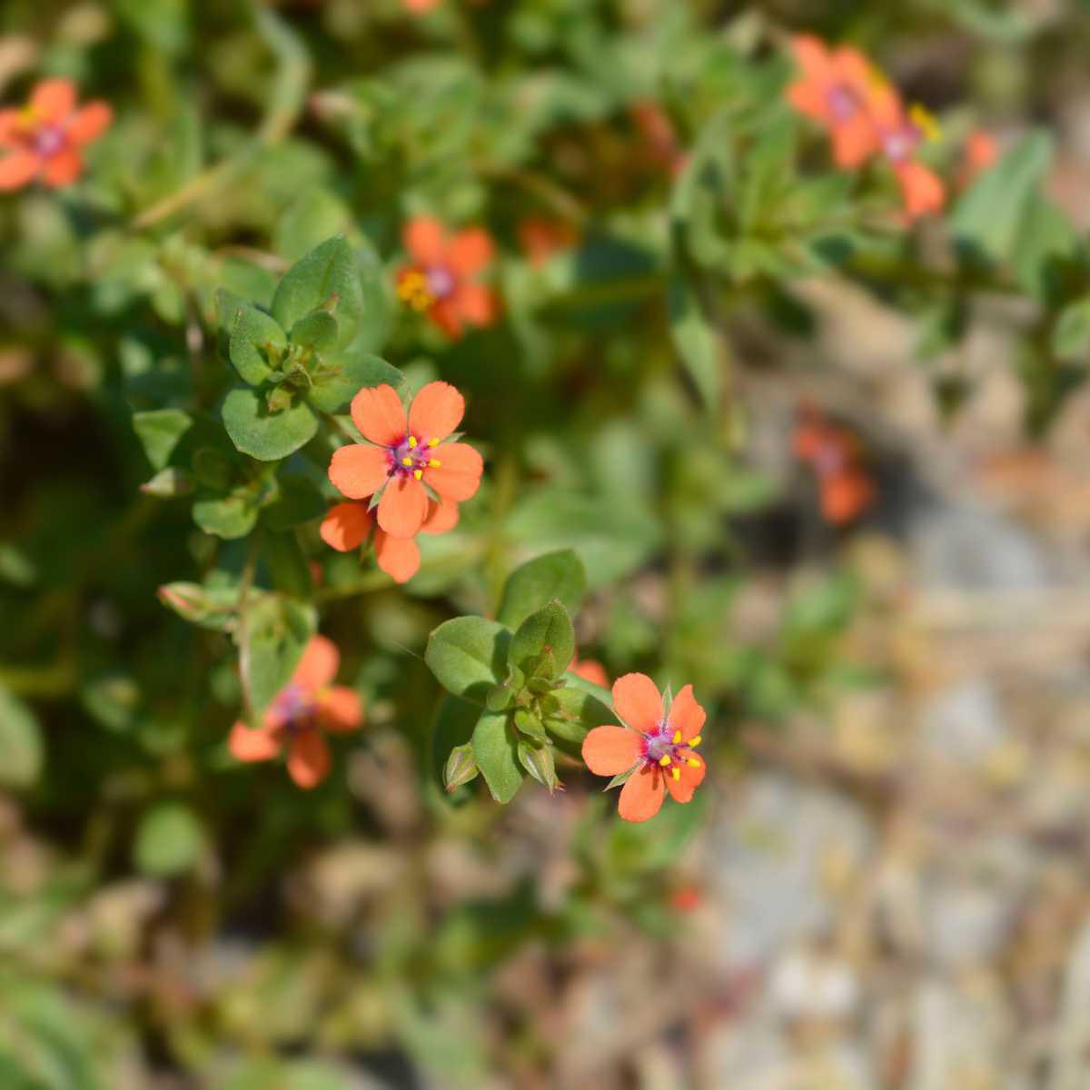 Anagallis arvensis