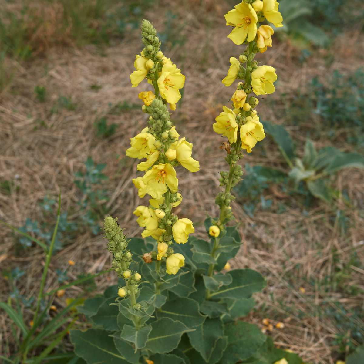 Cachapeiro (Verbacum thapsus)