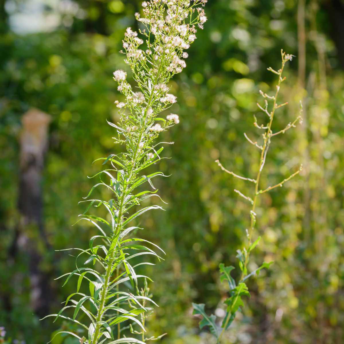 Erigão (Erigeron canadensis)