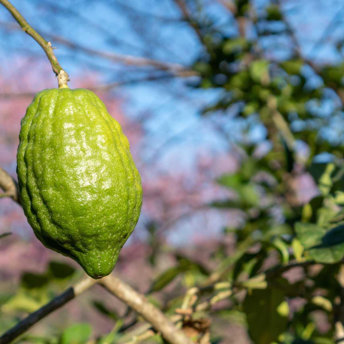 Bergamota (Citrus bergamia)