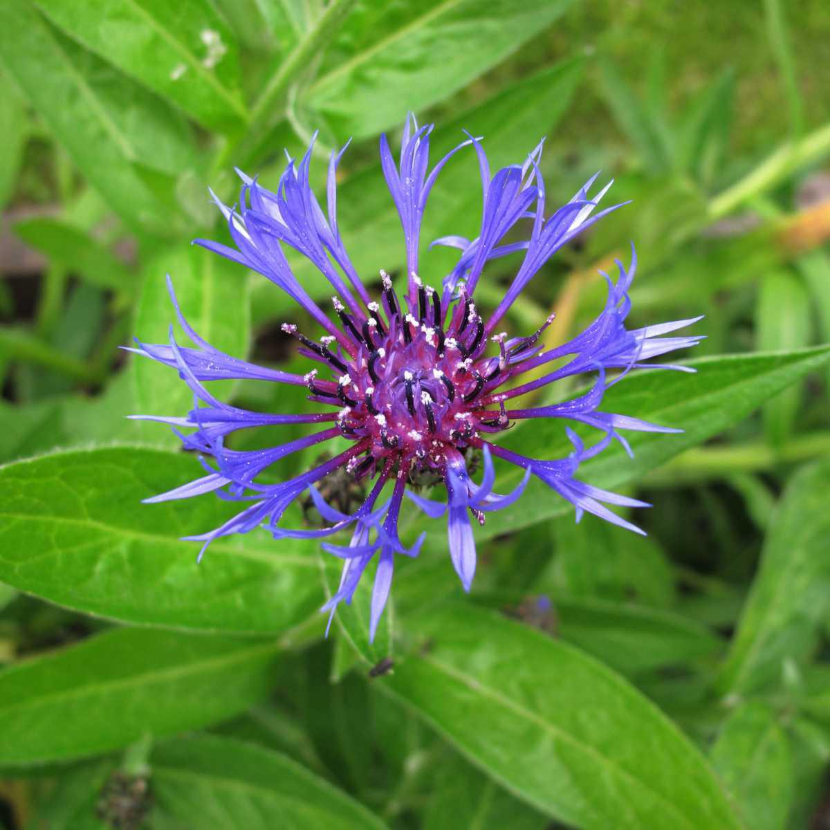 Centaurea Montana (Centaurea Montana)