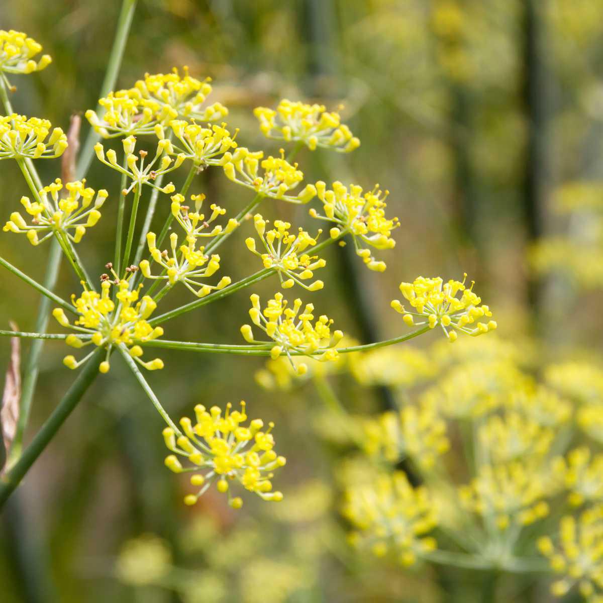 Funcho (Foeniculum vulgare Miller var. dulce.)