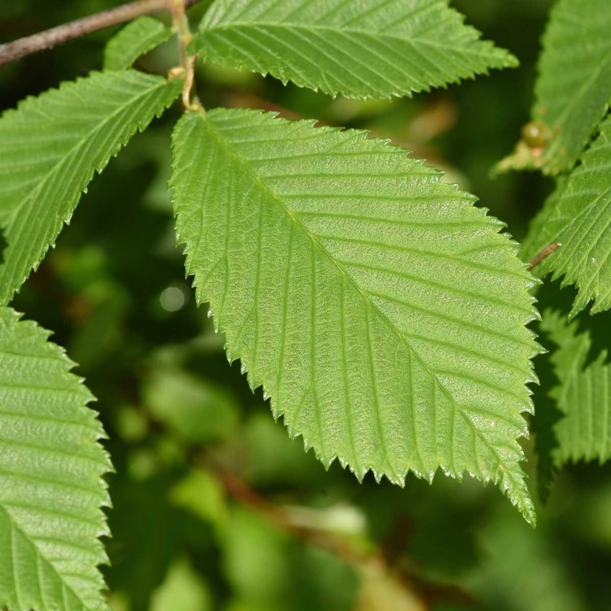 Ulmeiro/Olmo vermelho (Ulmus rubra)