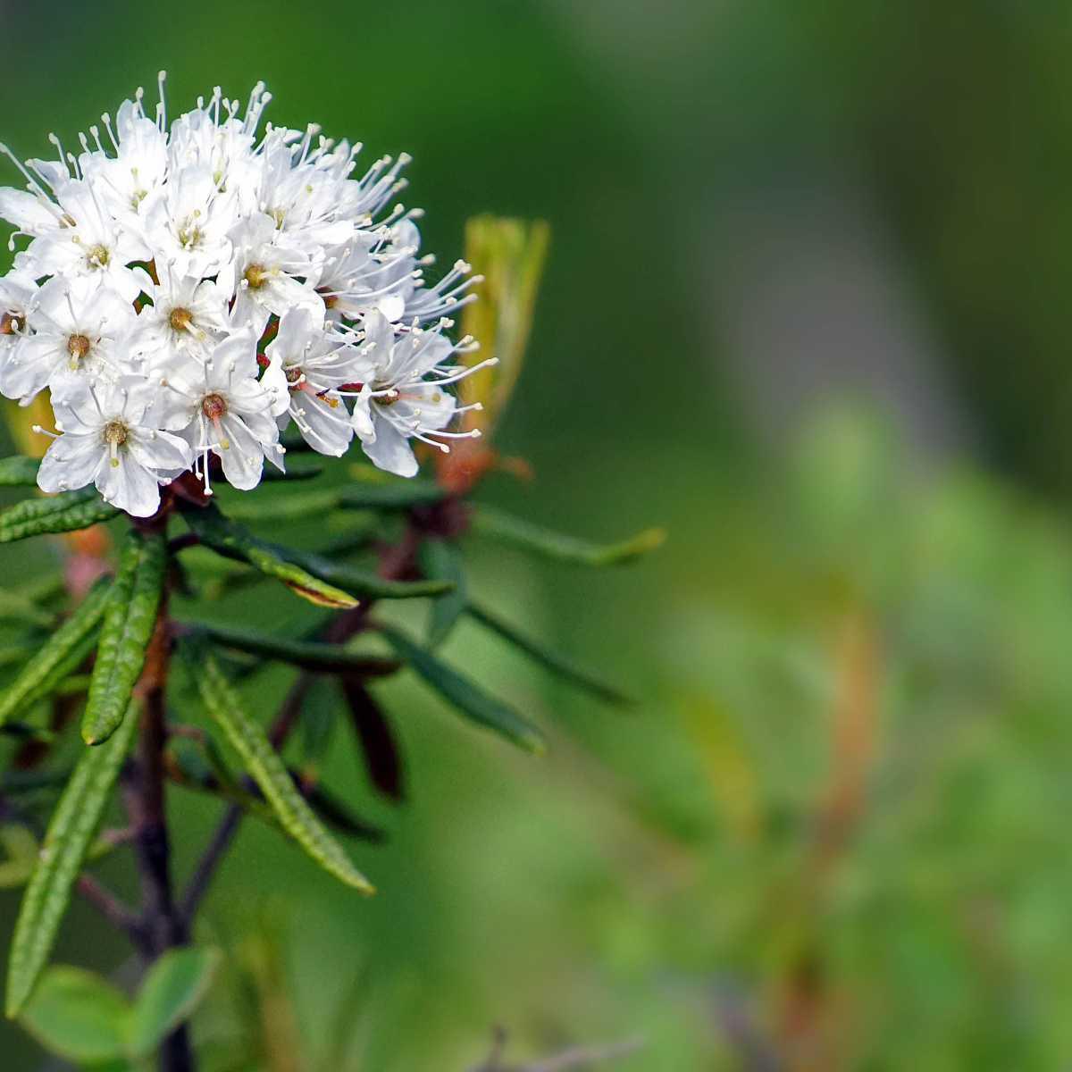 Ledon da Groenlândia (Ledum groenlandicum)