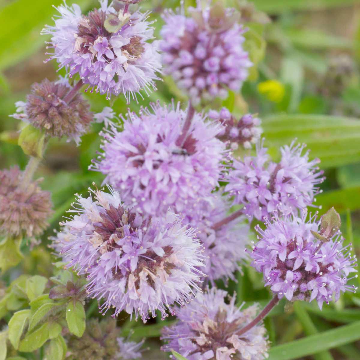 Poejo (Mentha pulegium L.)