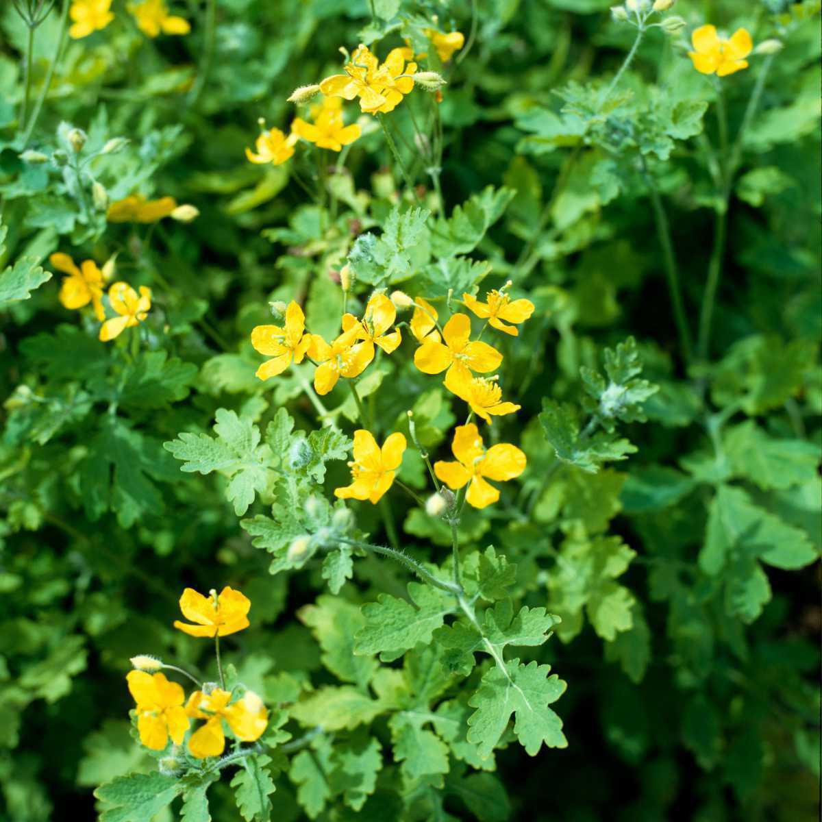 Celidônia (Chelidonium majus)