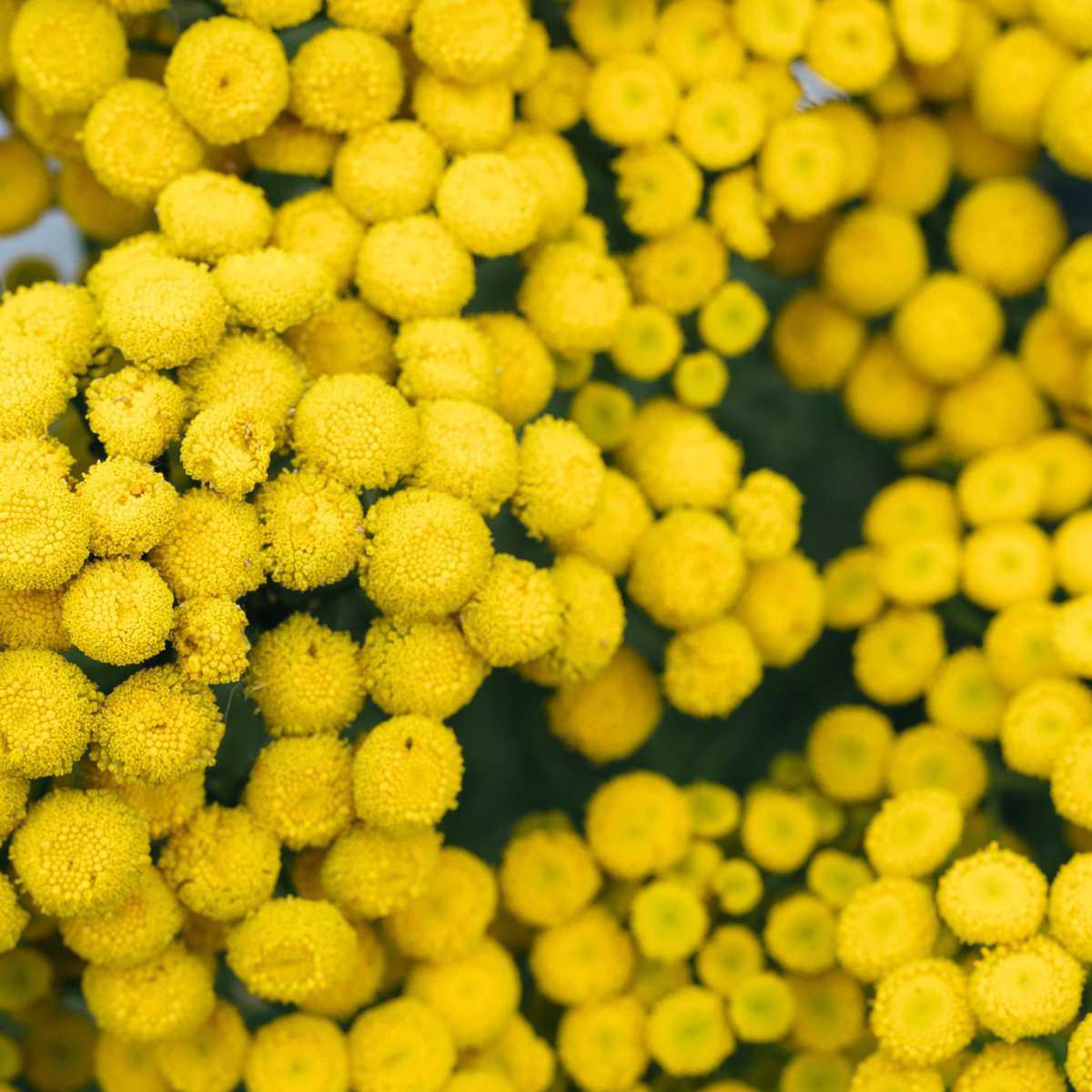 Atanásia (Tanacetum annuum)