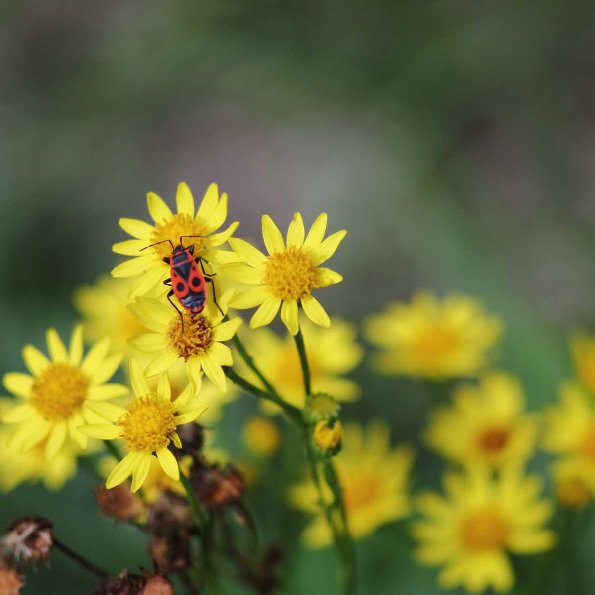 Crisântelo (Chrysanthellum americanum)