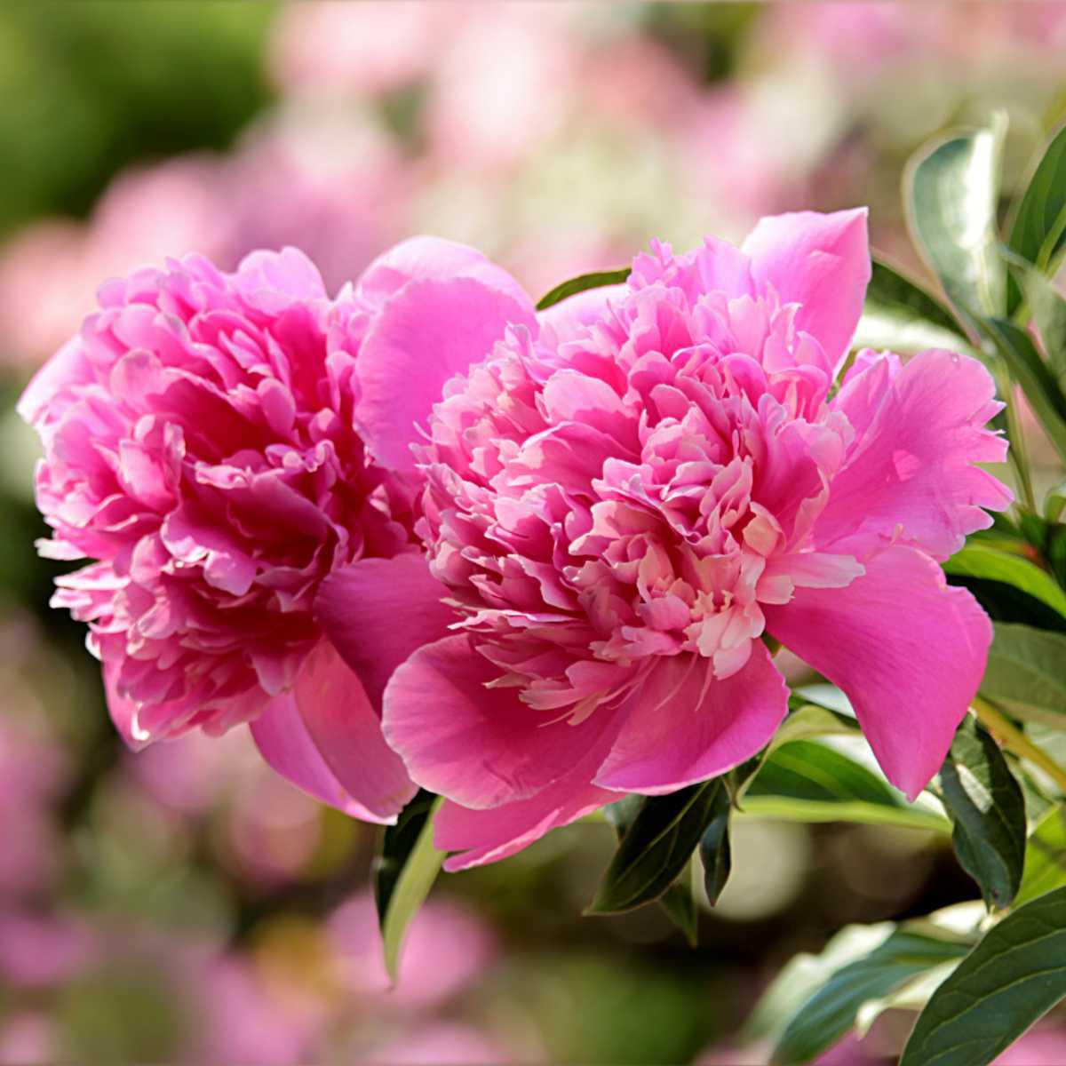 Peônia (Paeonia)