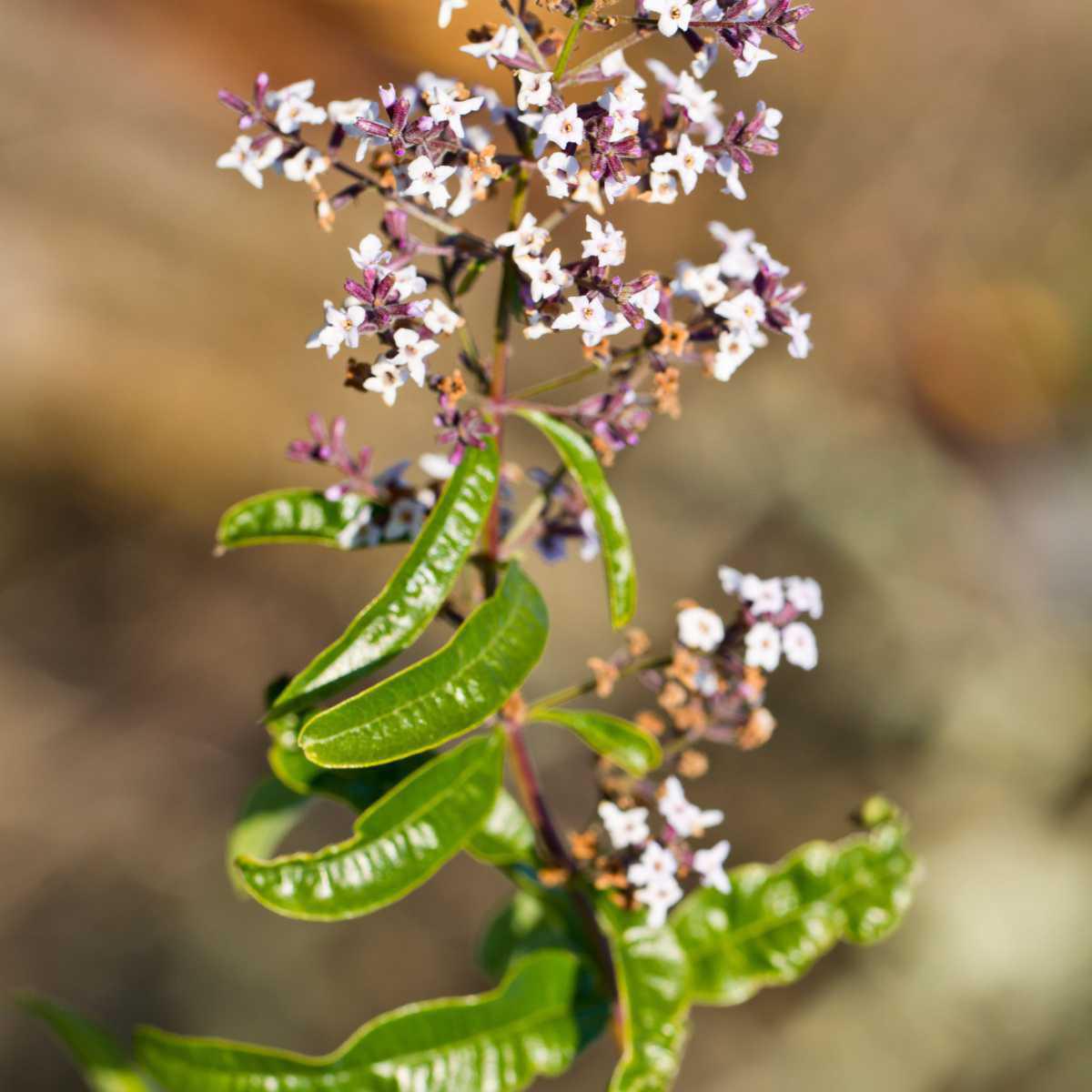 Lúcia-lima (Aloysia citriodora)