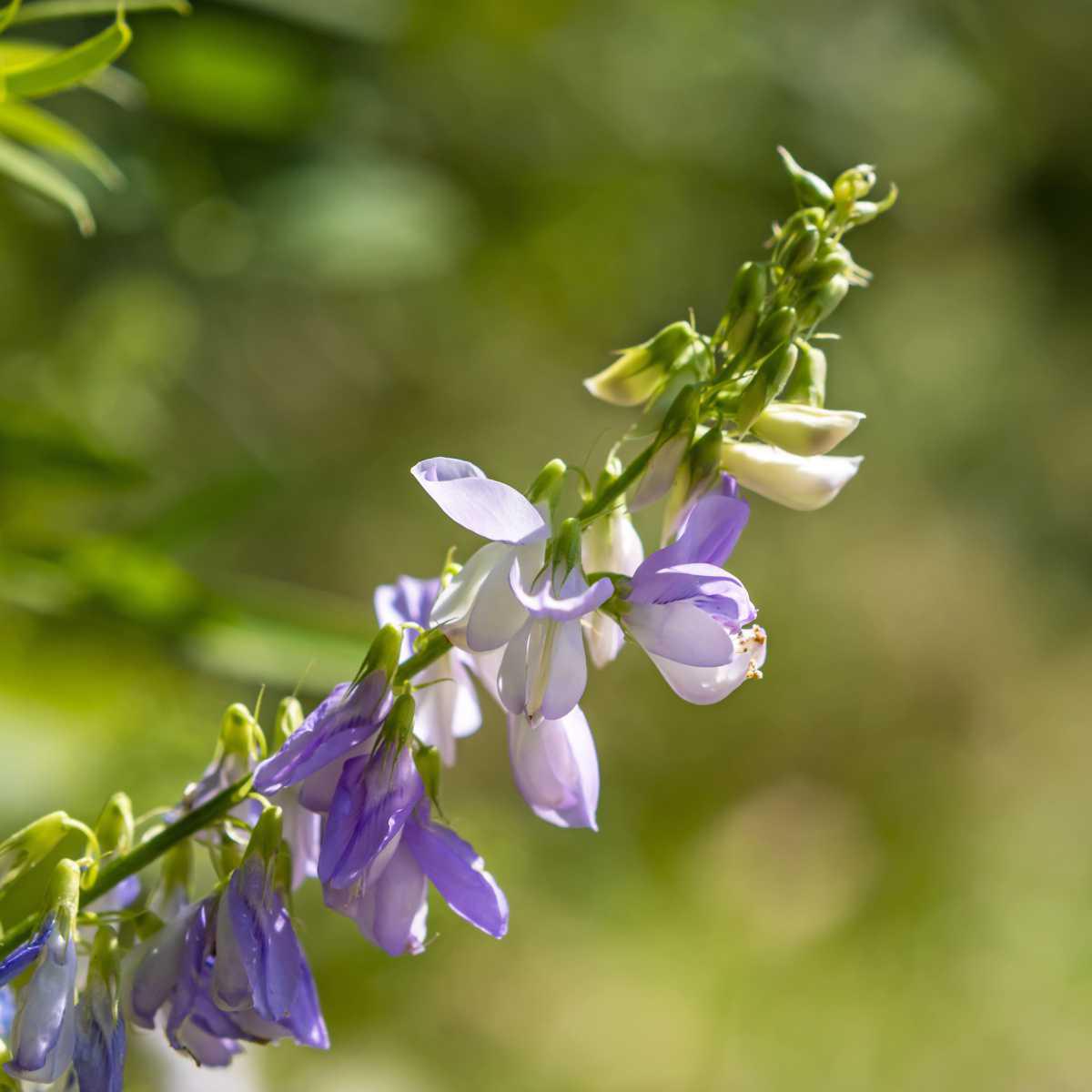 Galega (Galega officinalis)