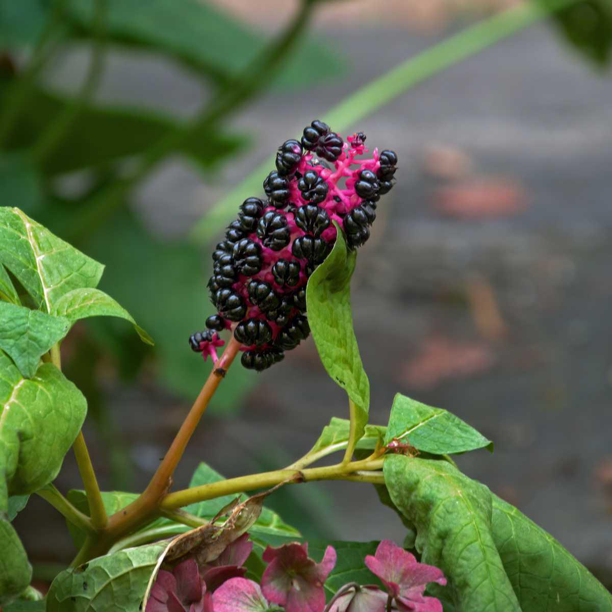 Phytolacca decandra