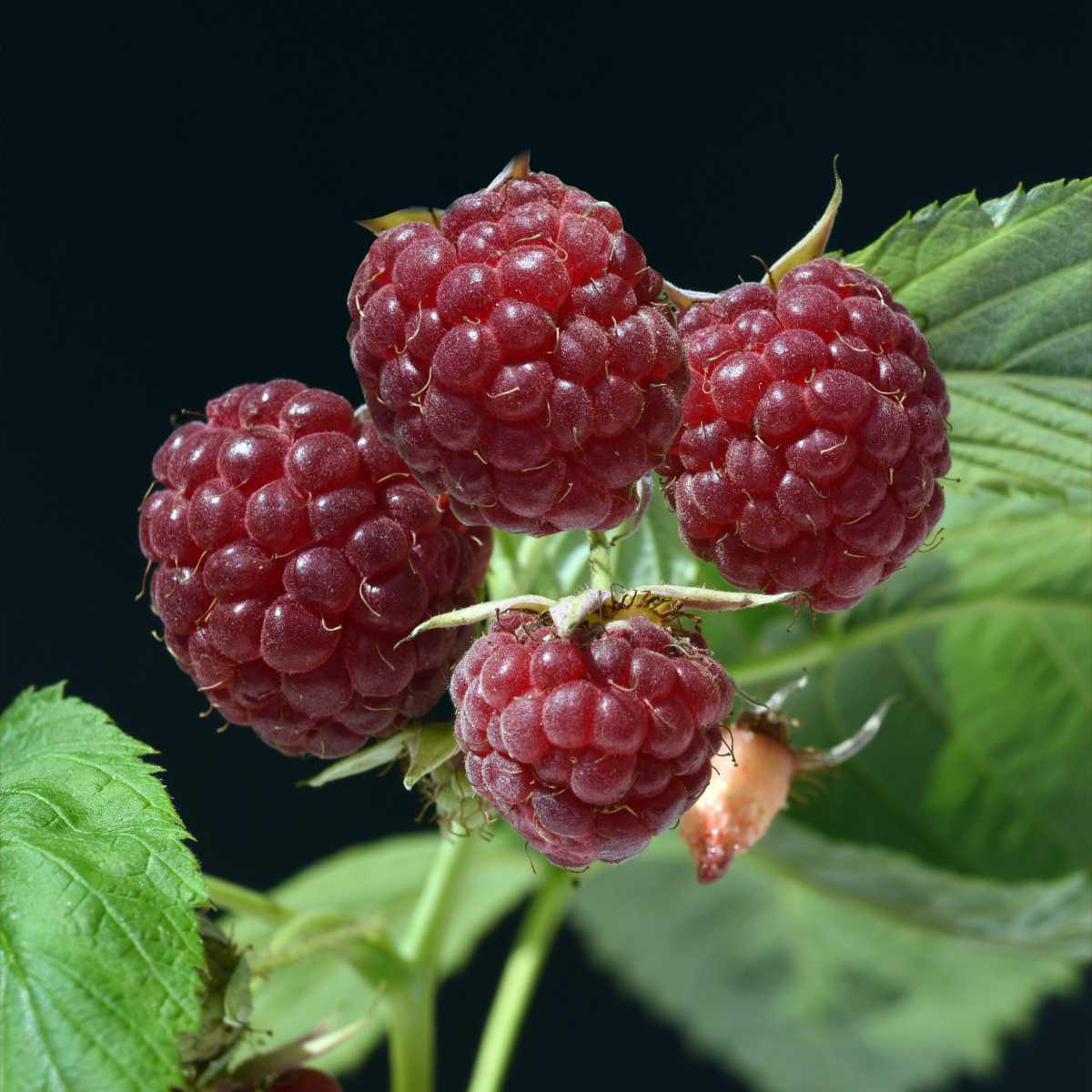 Framboesa (Rubus idaeus L.)