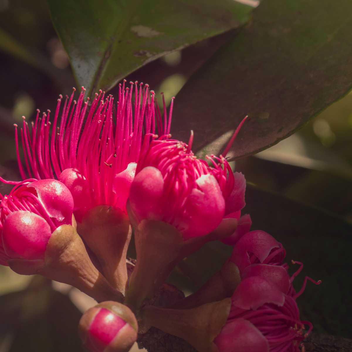 Cravinho (Eugenia caryophyllus)