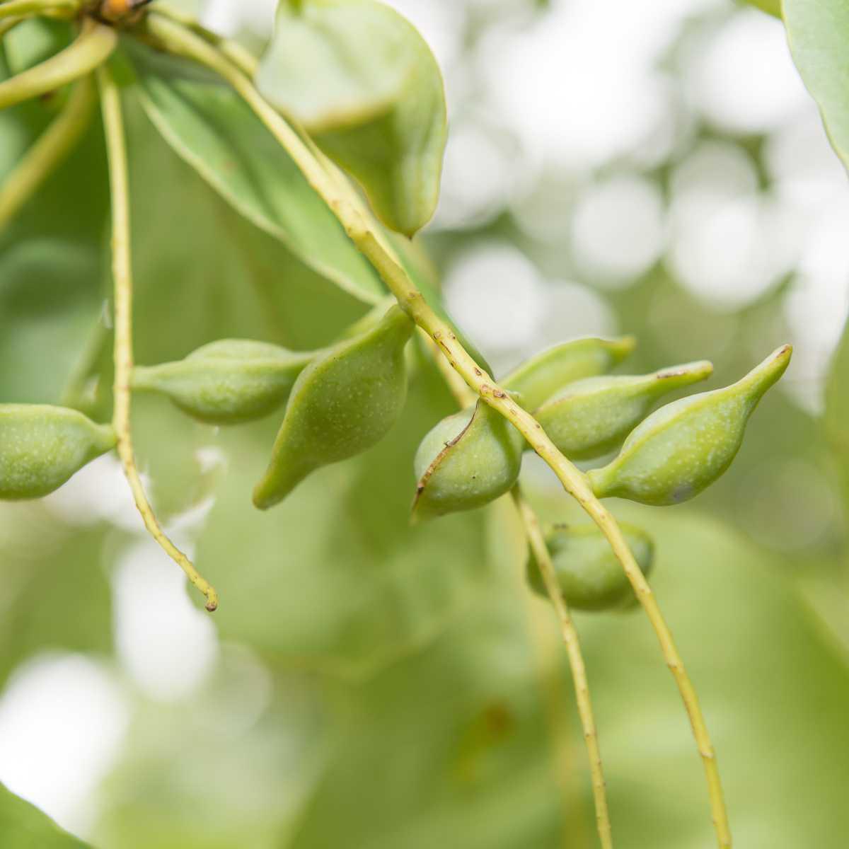 Ameixa africana / Pygeum (Pygeum africanum)