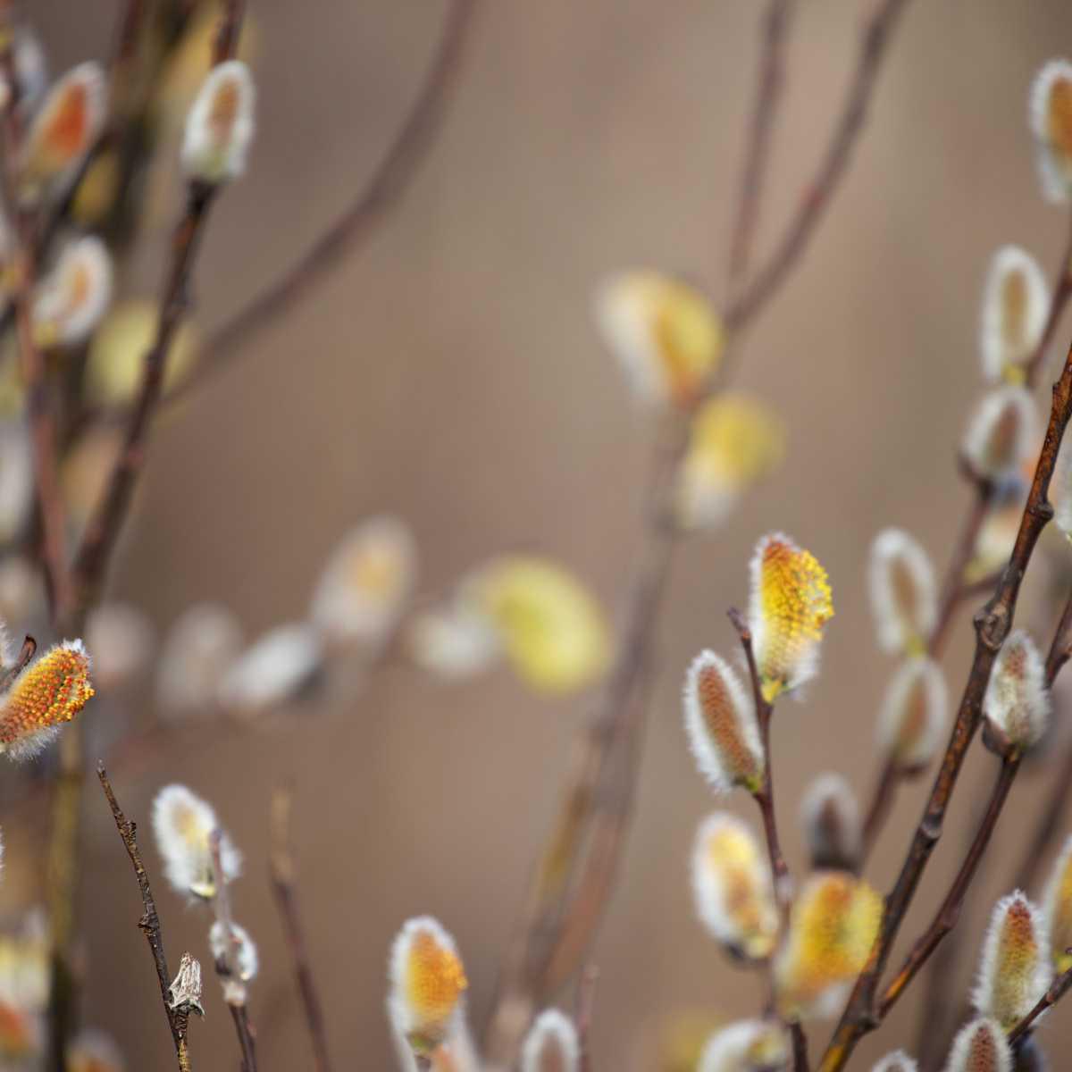 Pólen fresco de Salgueiro (Salix)