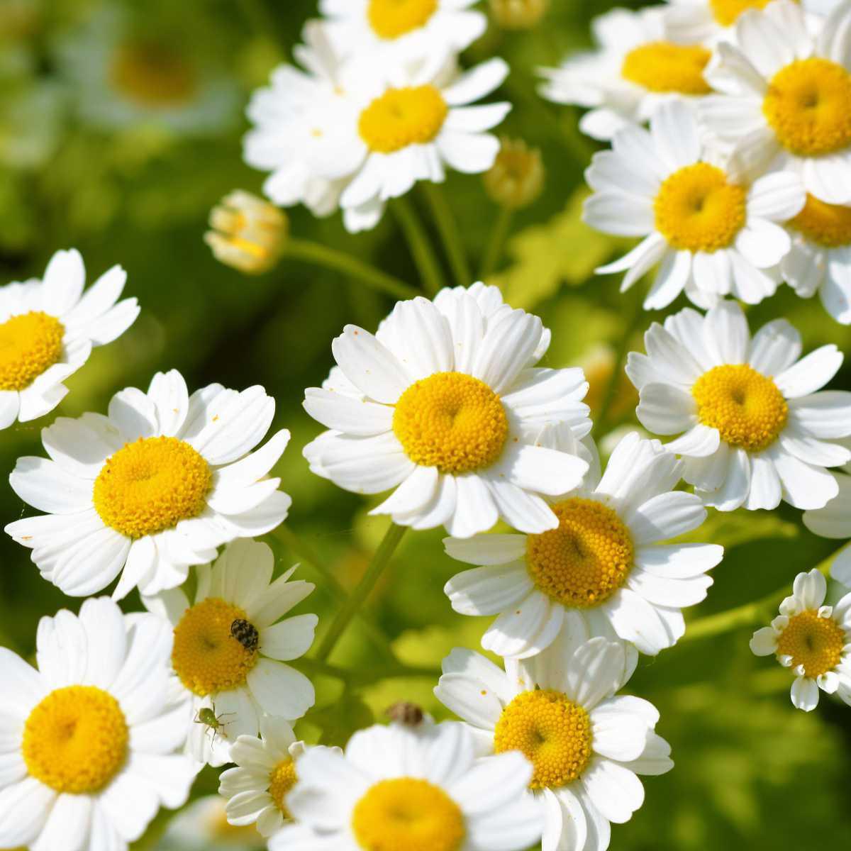 Matricária (Tanacetum parthenium L.)