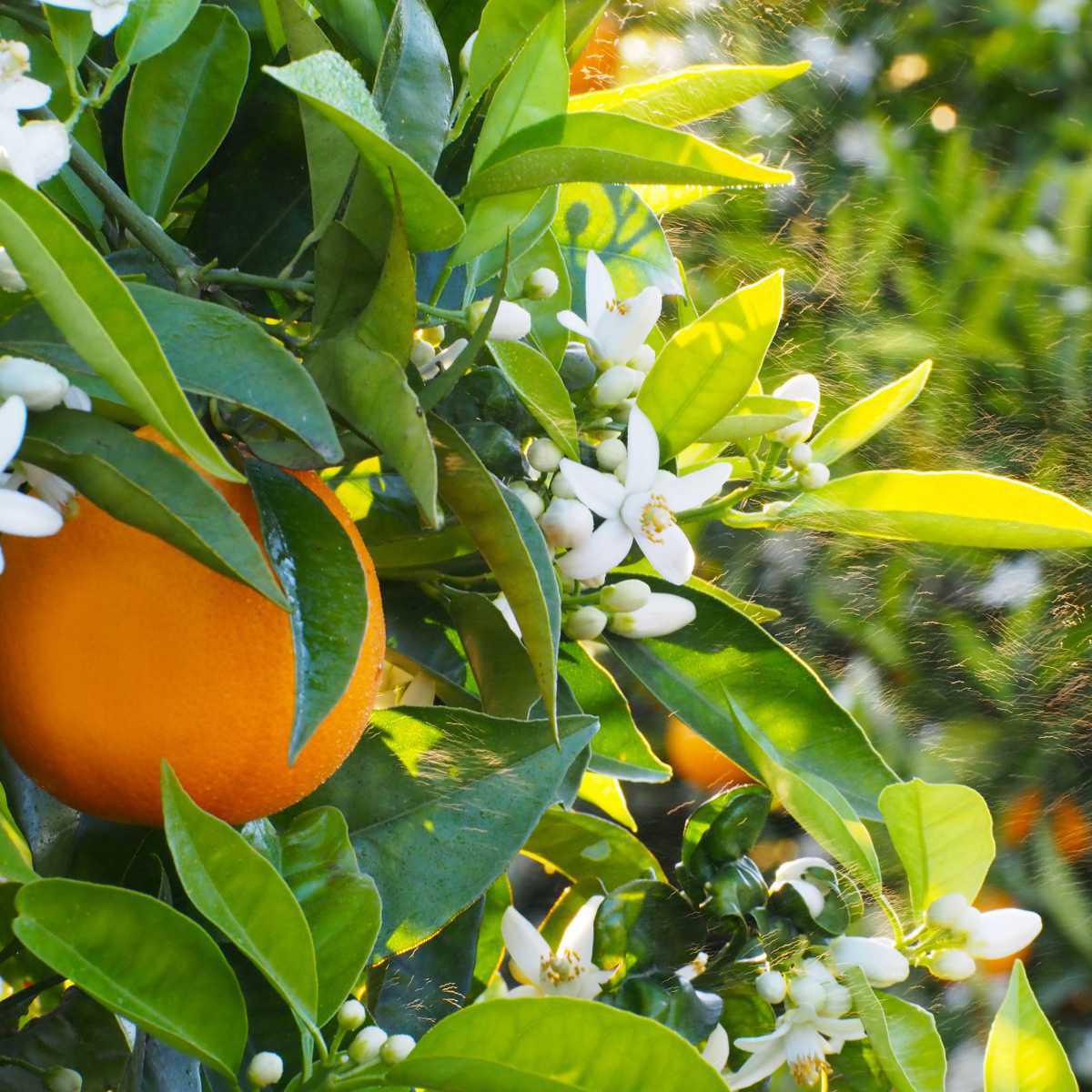 Flor de Laranjeira (Citrus aurantium L.)