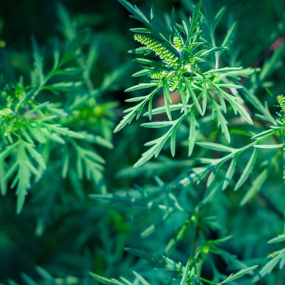 Ambrosia Artemisiaefolia