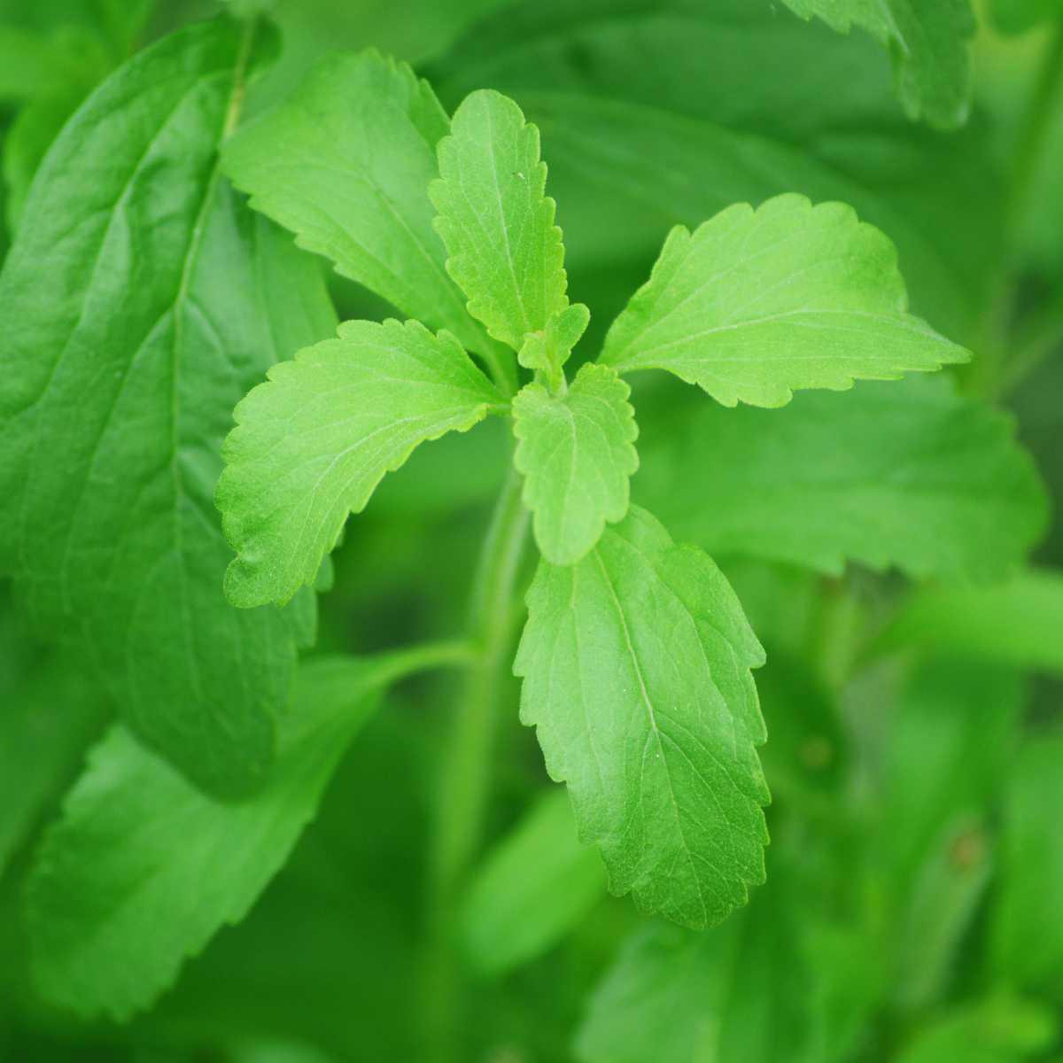 Estevia (Stevia rebaudiana)