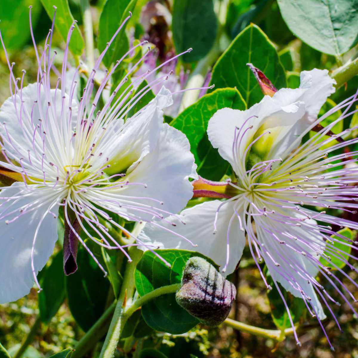 Alcaparra (Capparis spinosa)