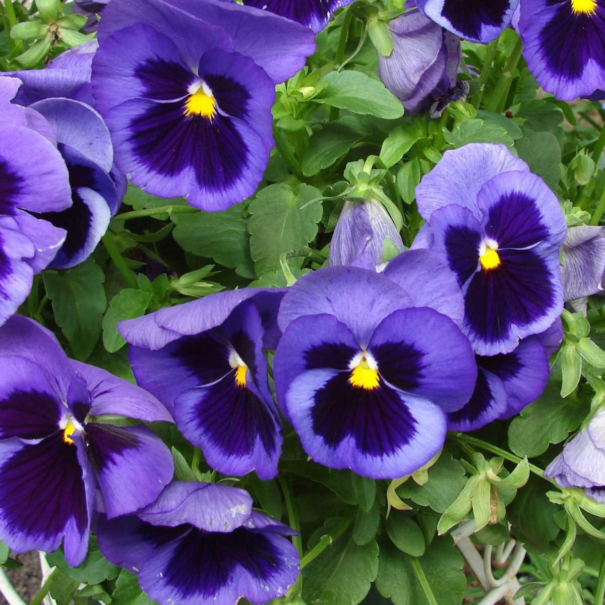 Violeta (Viola sylvestris)