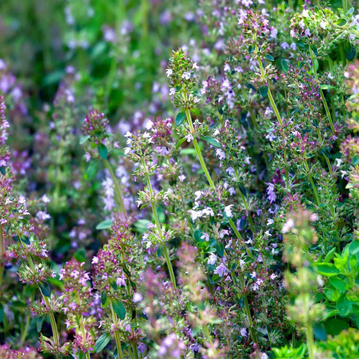 Serpilho (Thymus serpyllum)