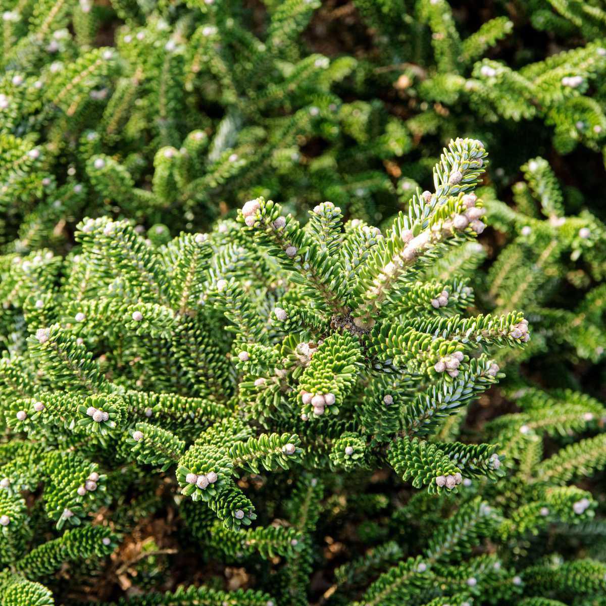 Abeto siberiano (Abies sibirica)