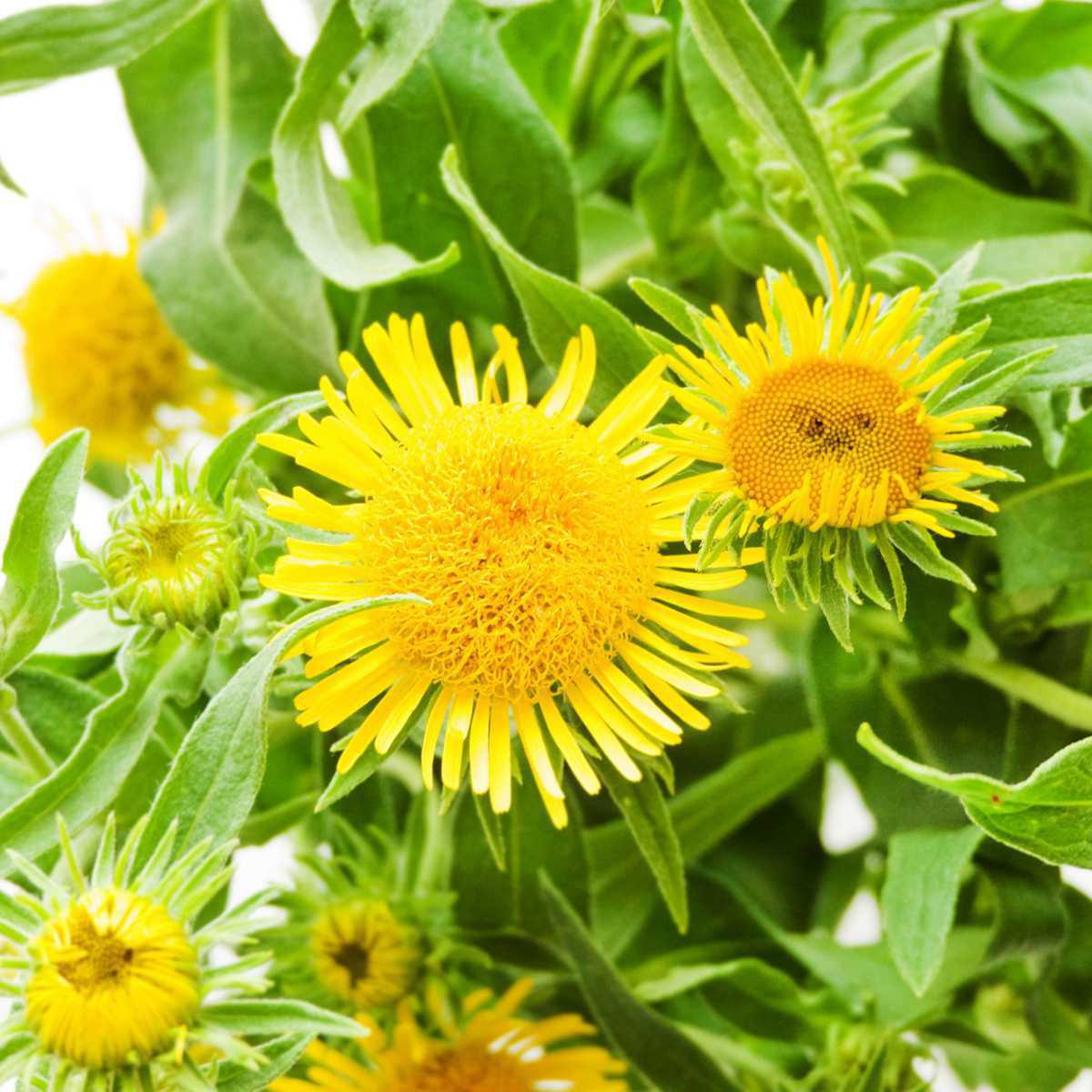 Énula (Inula graveolens)