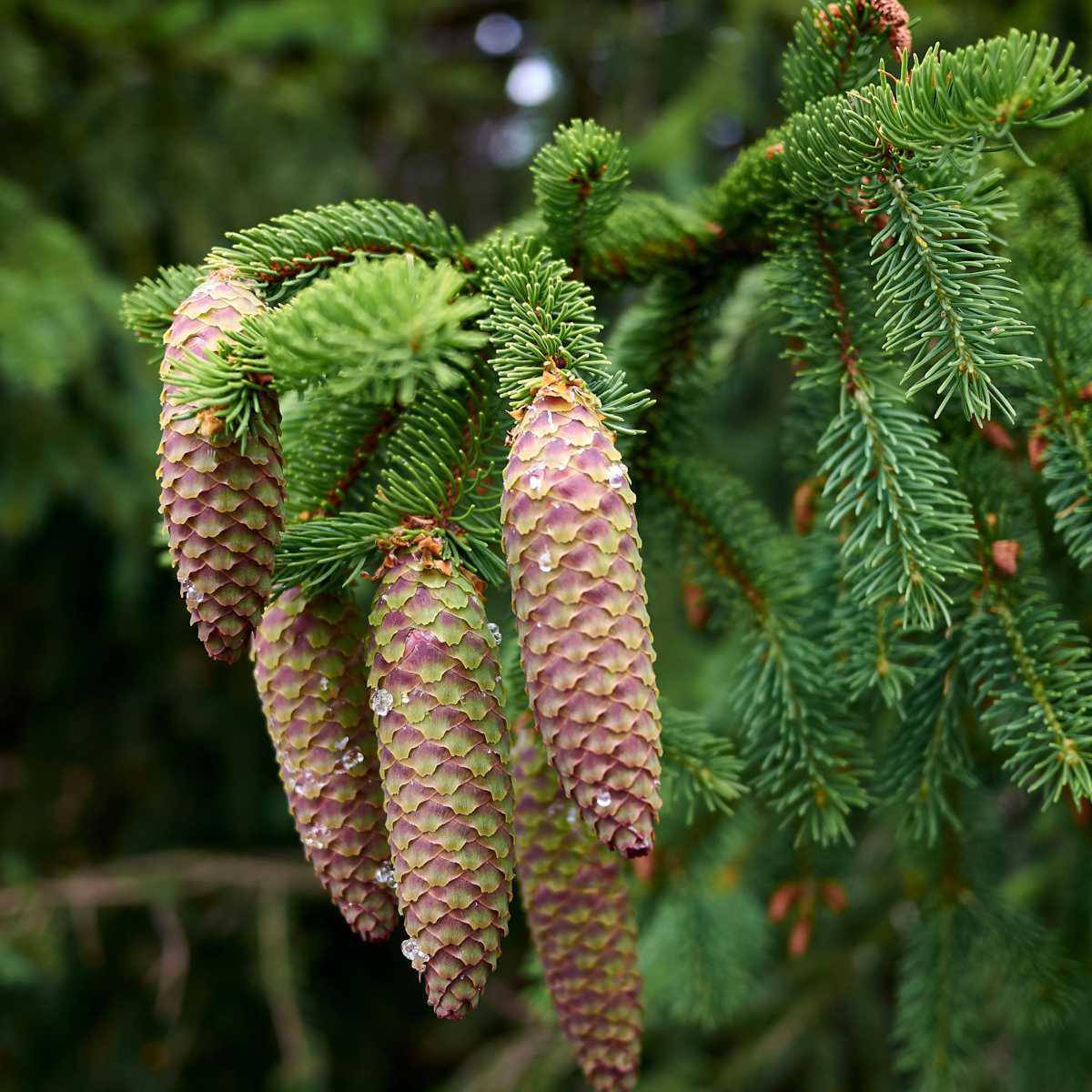 Abeto / Broto de Pinheiro (Picea abies)