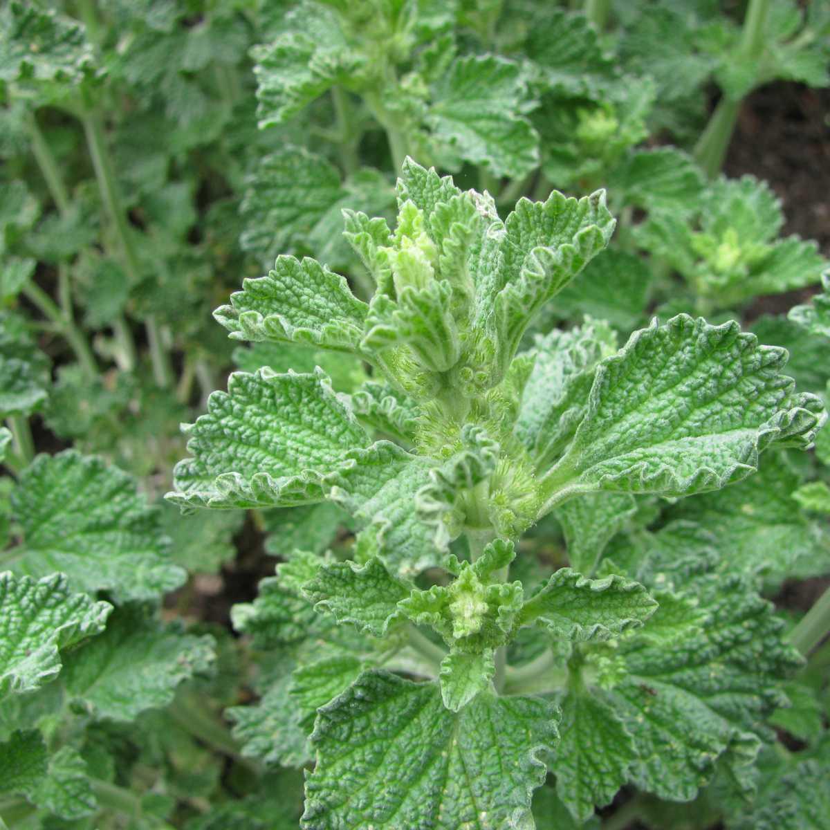 Marroio-branco (Marrubium vulgare)