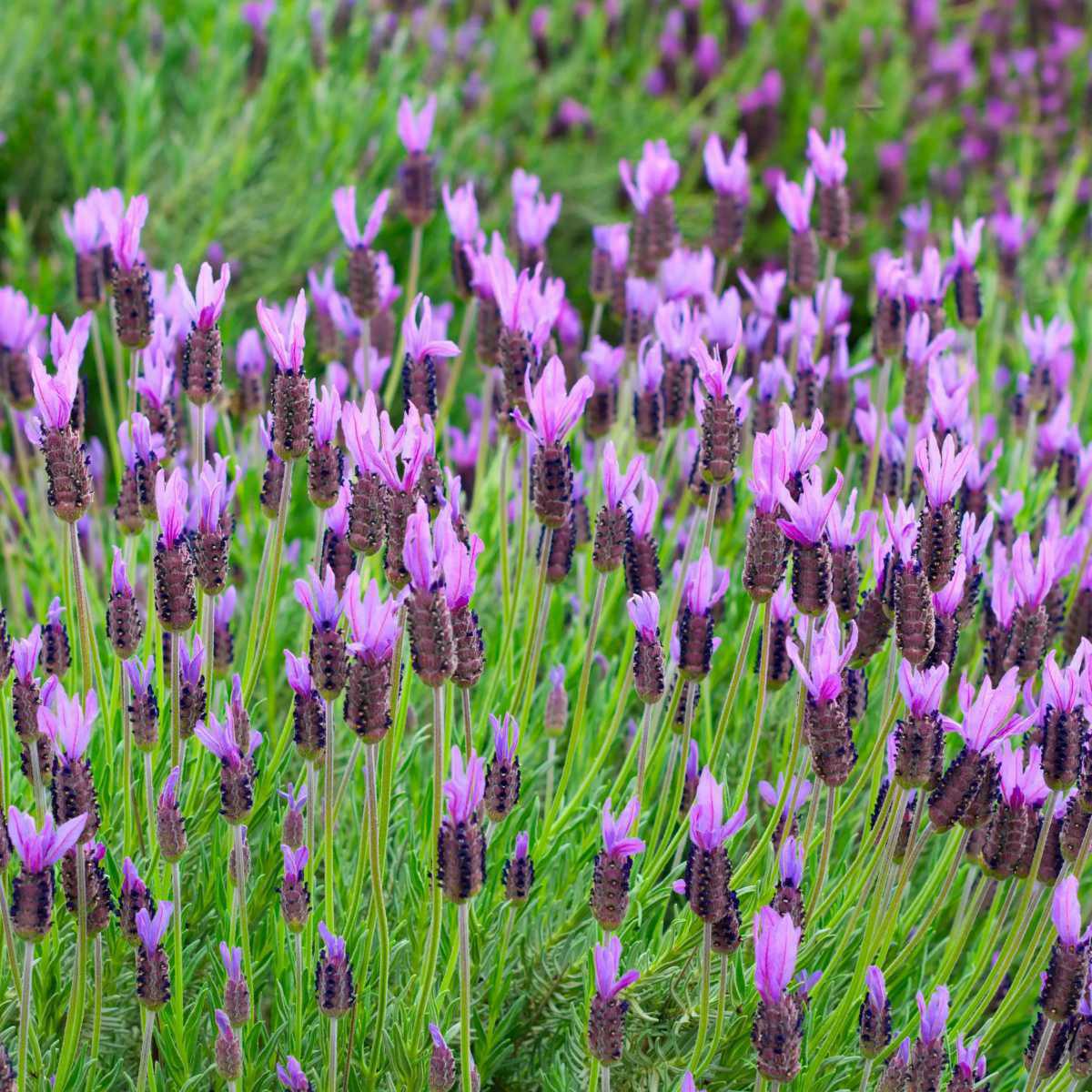 Lavandula Stoechas (Lavandula Stoechas L.)