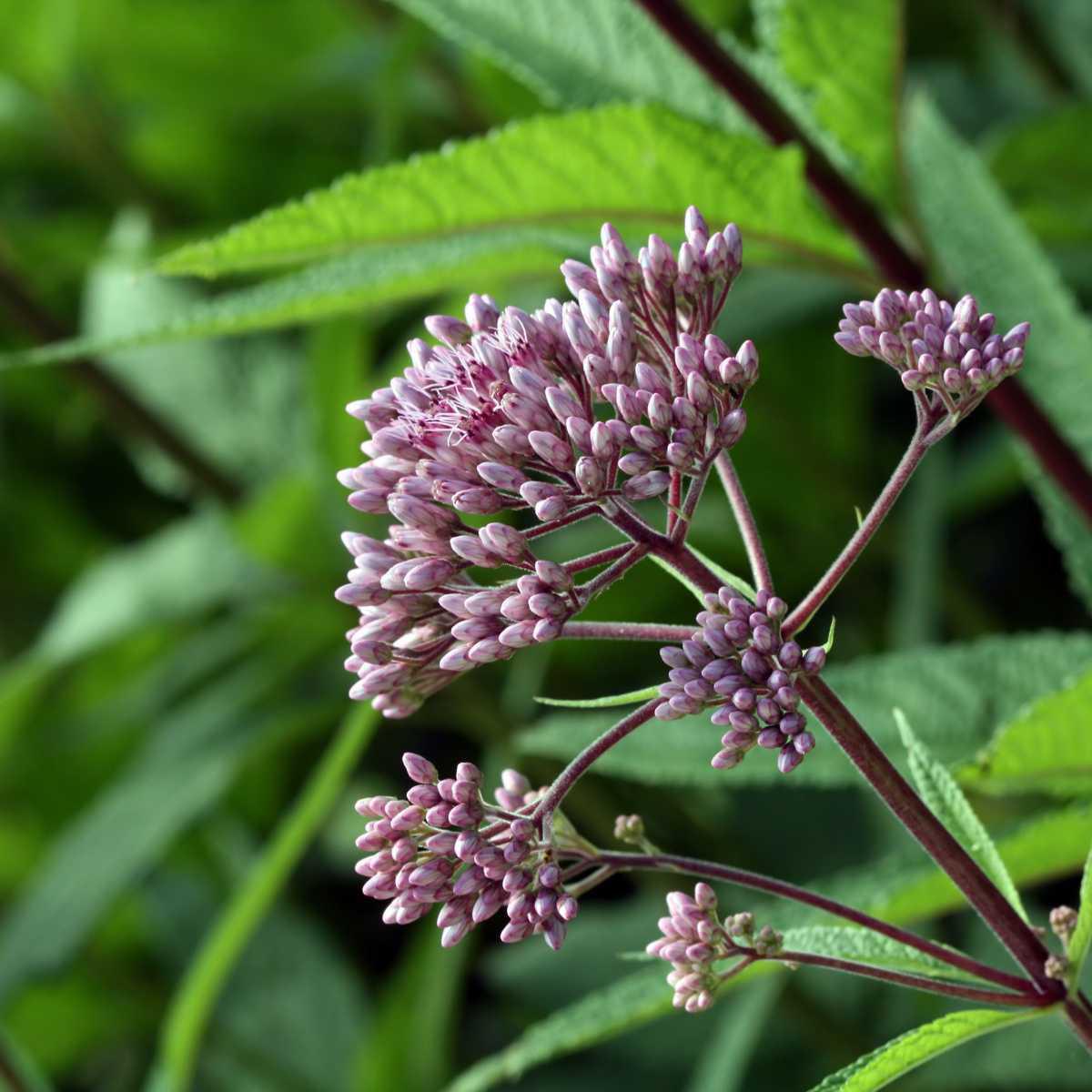 Trevo-cervino (Eupatorium cannabinum)