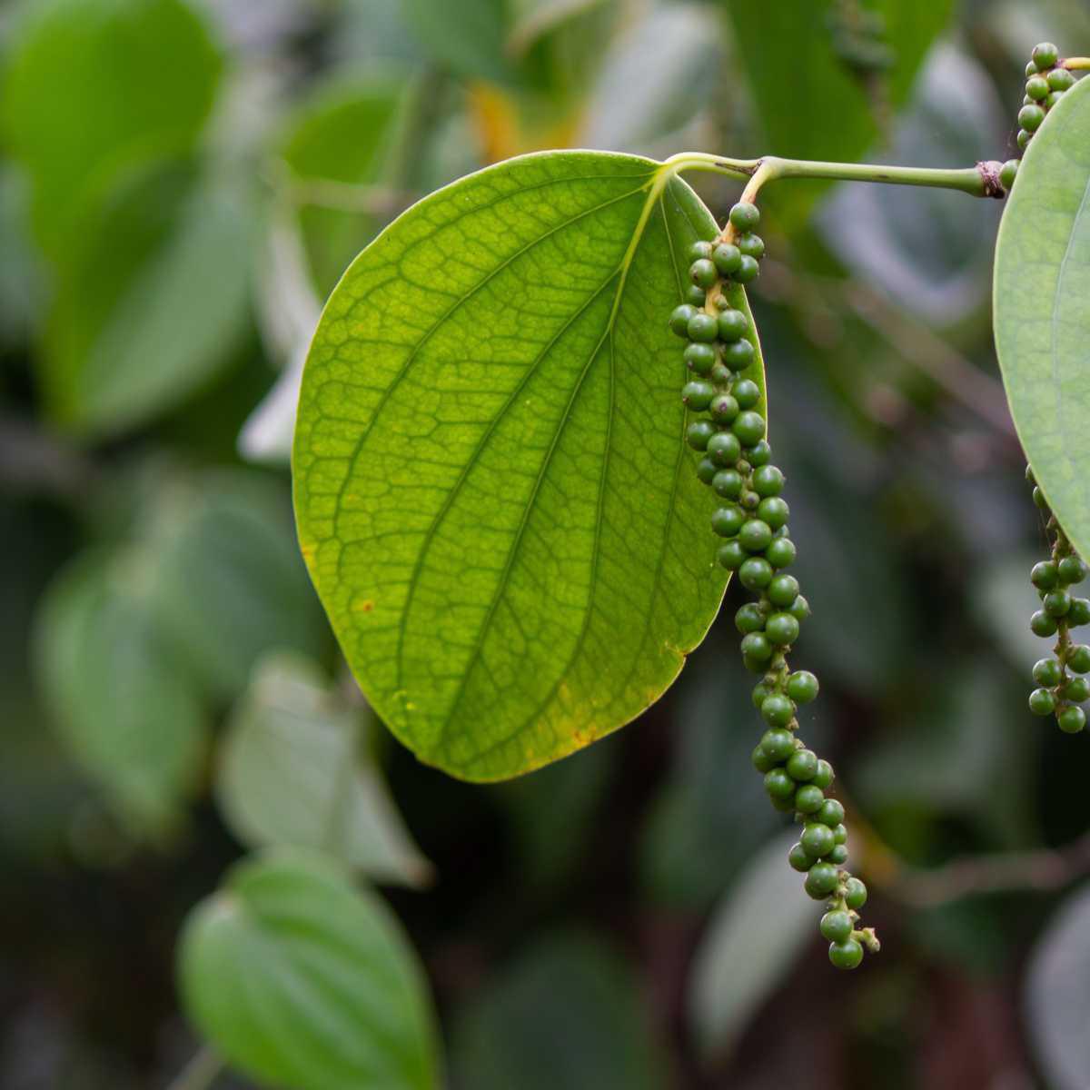 Pimenta preta (Piper nigrum L.)