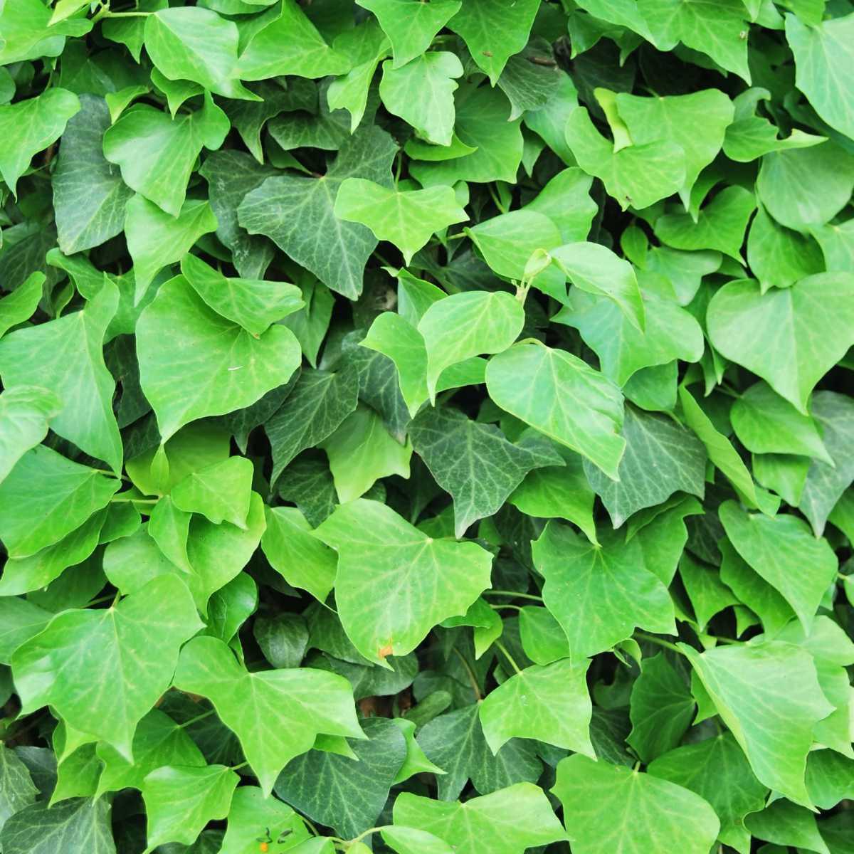 Hera-terrestre (Hedera helix L.)