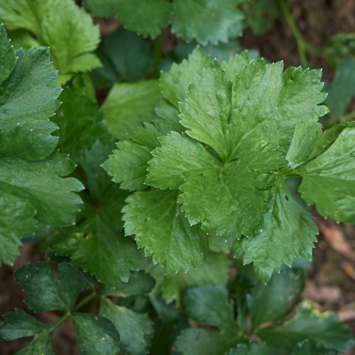 Aipo (Apium graveolens L.)