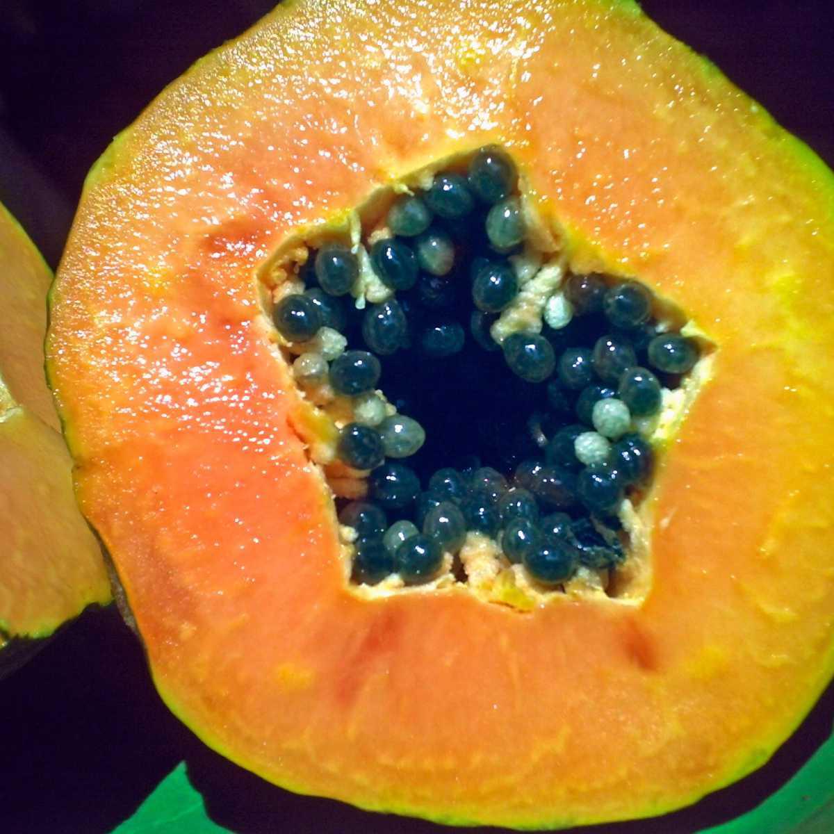 Mamão papaia (Carica papaya)