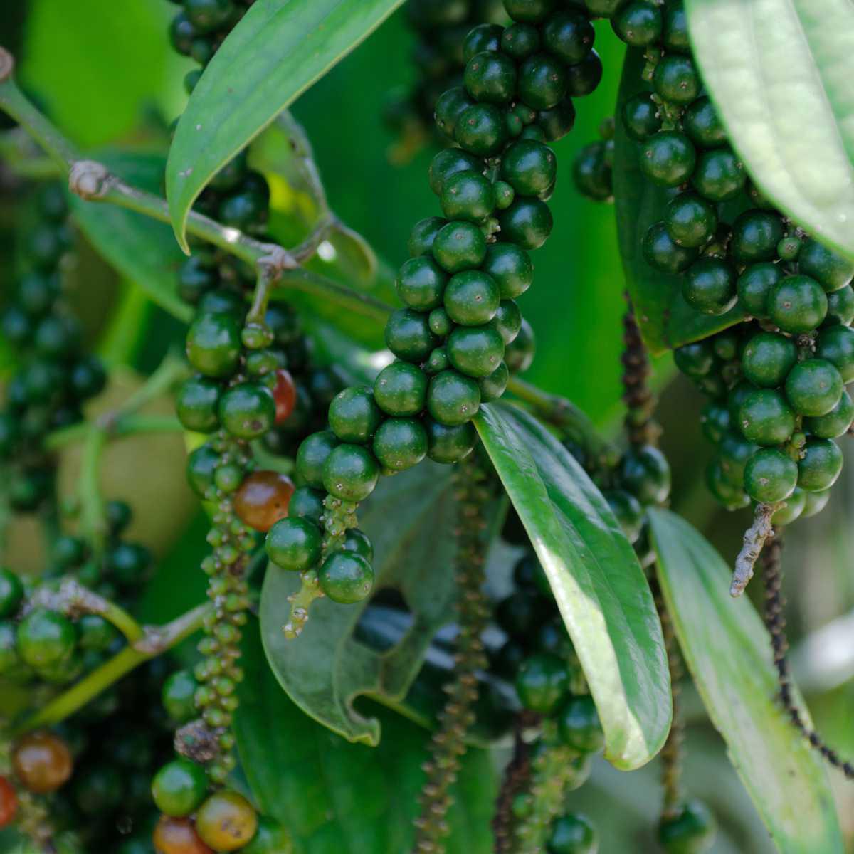 Pimenta preta (piper nigrum)