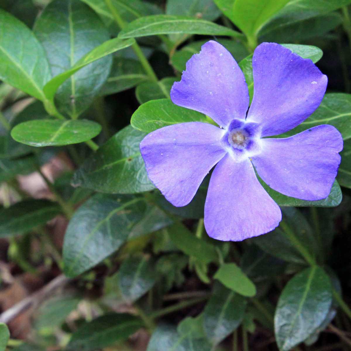 Pervinca menor (Vinca minor)