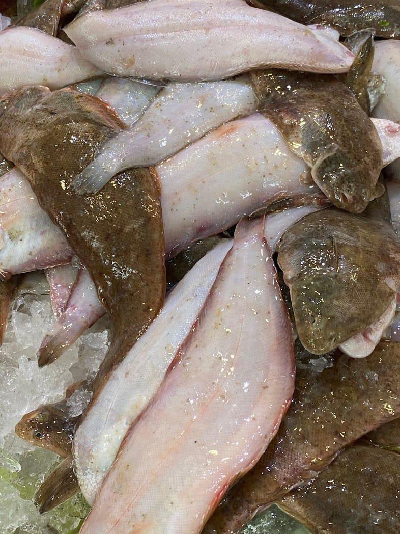 Freidor Real 109 Freidor Real 109