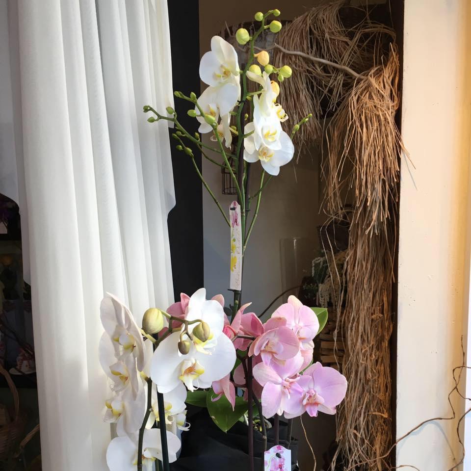 Floristería Malayerba