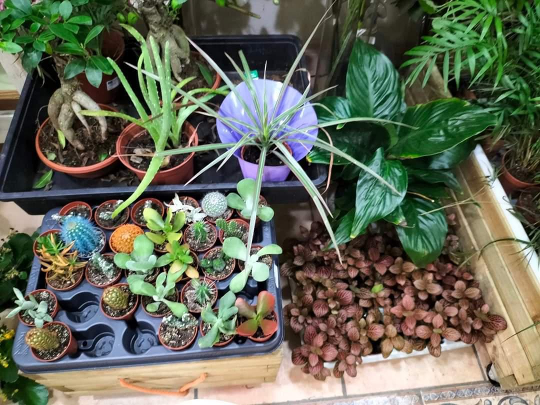 Desde Acosafe damos la Bienvenida a...¡Floristería Las Mimosas!