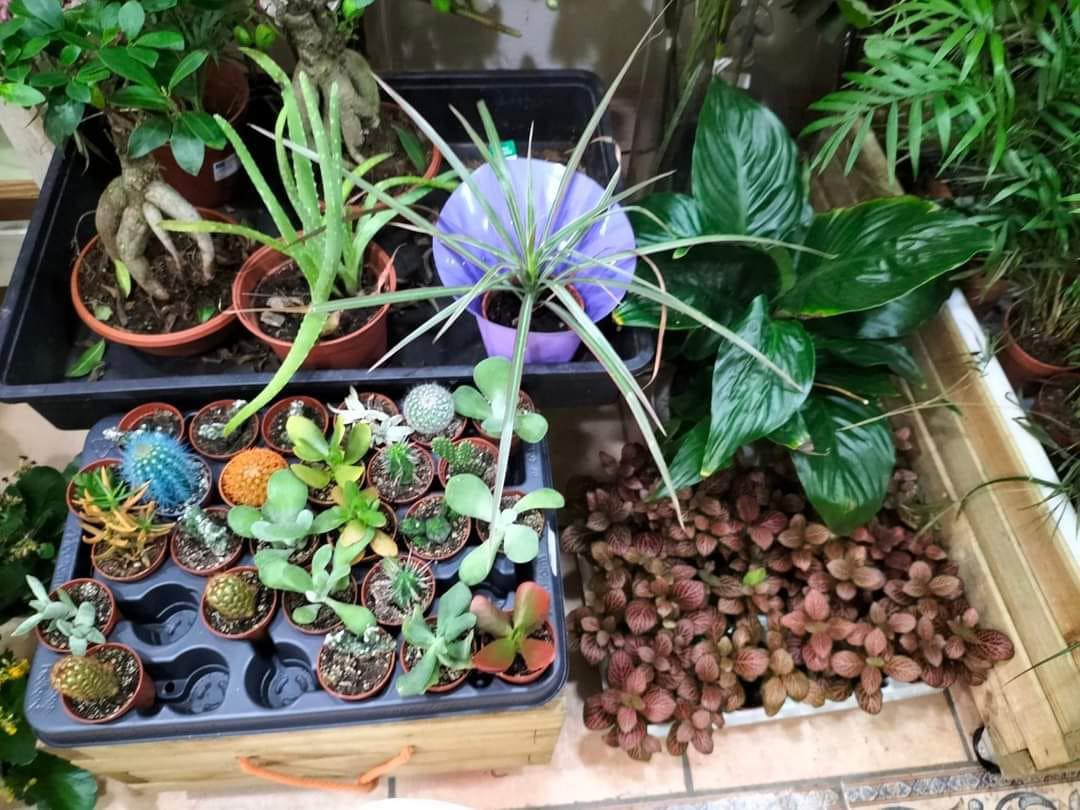 Floristería Las Mimosas