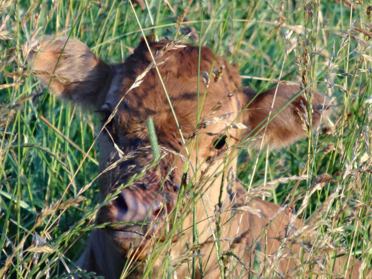 Une ferme en altitude Une ferme en altitude