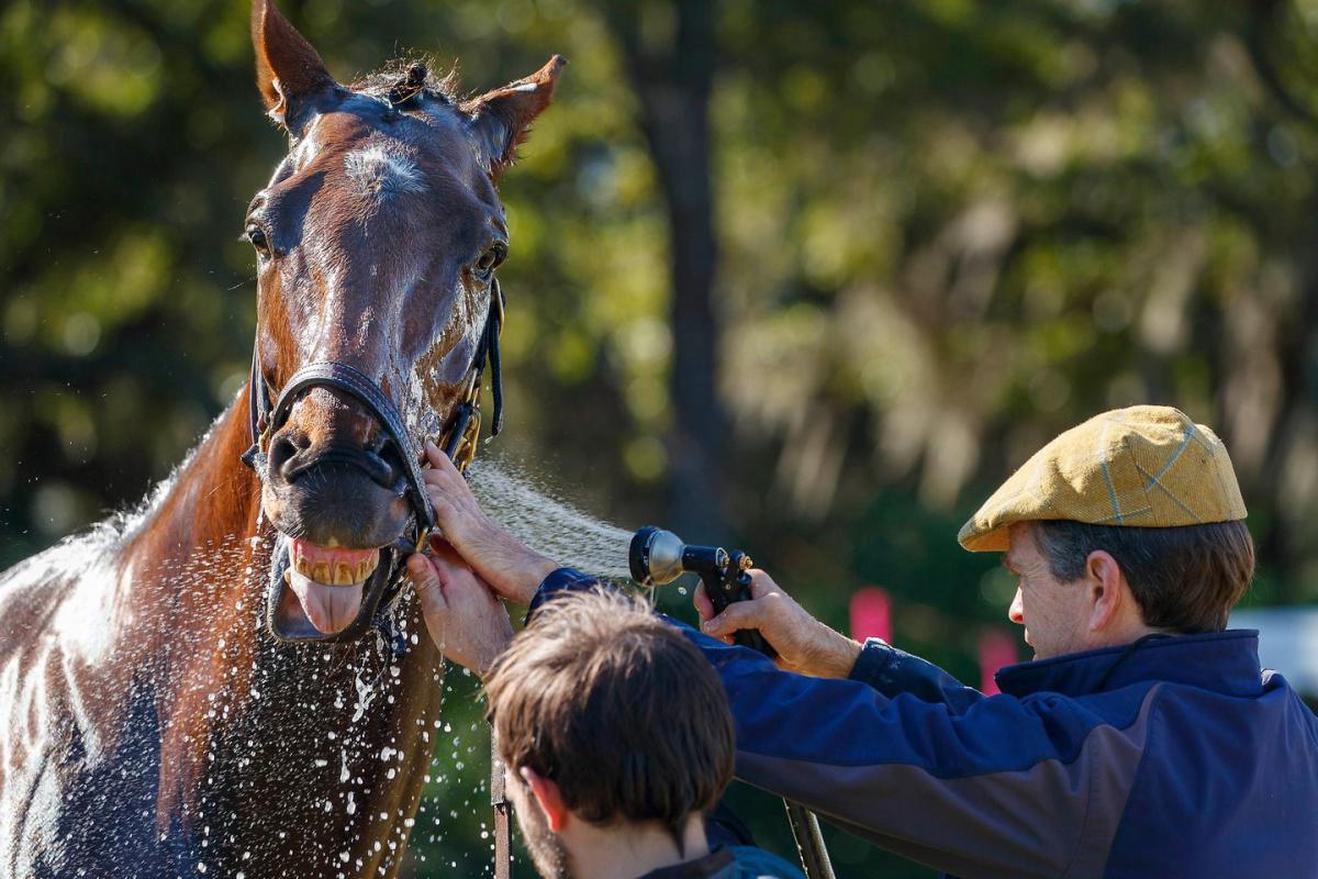 Steeplechase of Charleston - SOTA REP WENDY KINGSLEY